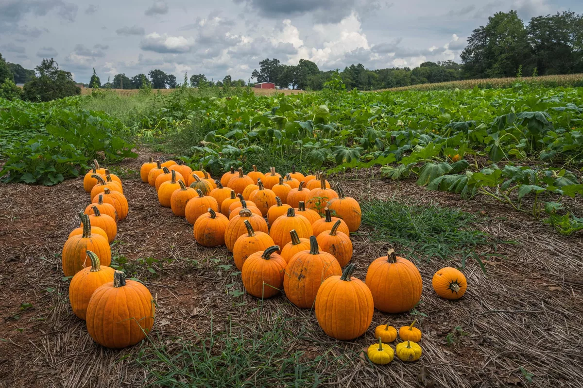 Pumpkin Patches & Corn Mazes Near Asheville