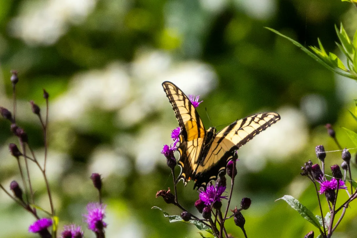 Asheville Botanical Garden
