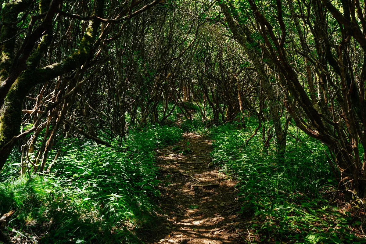 The North Carolina Arboretum